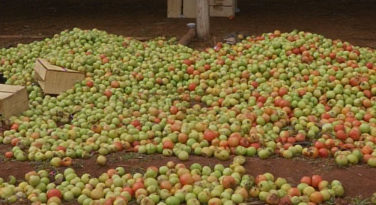 Preço do quilo do tomate aumenta na região de Itapeva por causa da queda na temperatura